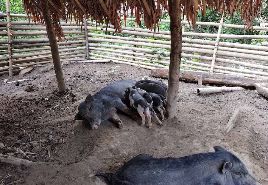 Producción Porcina en el norte de Laos